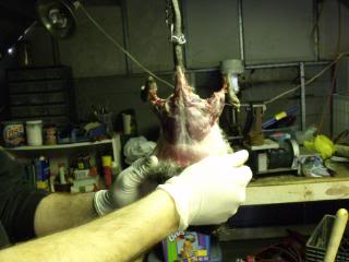 Skinning Port of Vancouver rats for the wealthy is a well paying job which will give you better life.